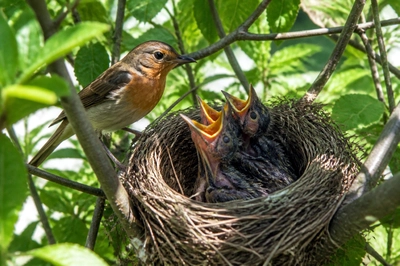 Nest with Chicks(grok)