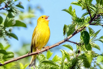 Canary Garden Branch(grok)