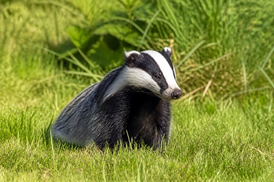 Badger Sitting(grok)