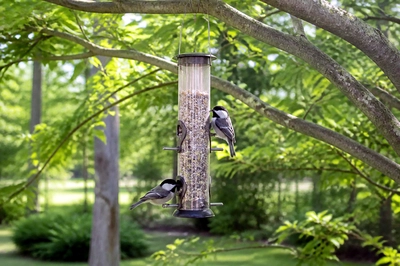 Tube Feeder Chickadees(grok)