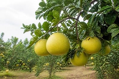 Overcast Orchard Pomelos