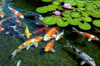 Koi Among Lily Pads(grok)