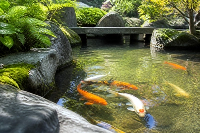 Koi Garden Pond(grok)