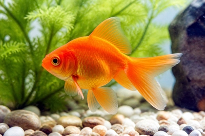 Orange Goldfish Tank(grok)