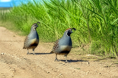 Afternoon Path Quail