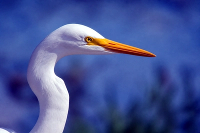 Egret Head Portrait(grok)