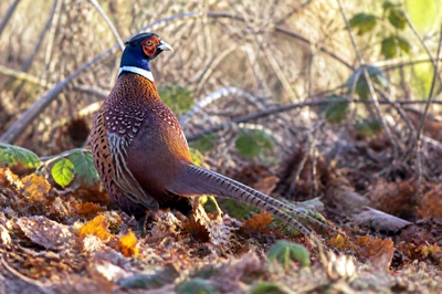 Morning Brush Pheasant