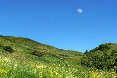 Sunny Meadow Daymoon