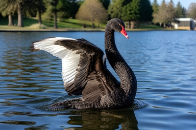 Afternoon Arched Wings