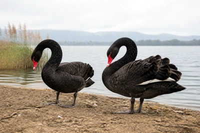 Overcast Shore Pair