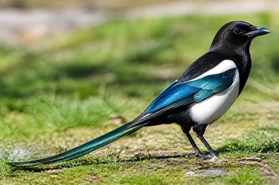 Magpie Close Tail(grok)