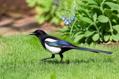 Magpie Lawn(grok)