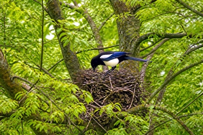 Magpie Tree Nest