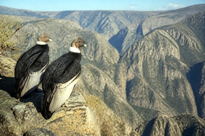 Afternoon Ledge Condors