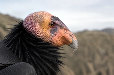 Overcast Condor Portrait