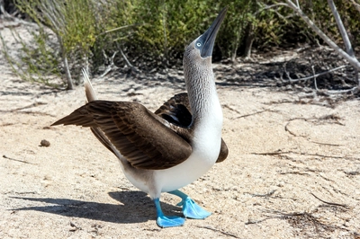 Booby Dance Sand(grok)