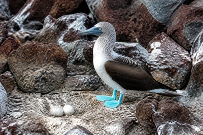 Booby Nest Eggs