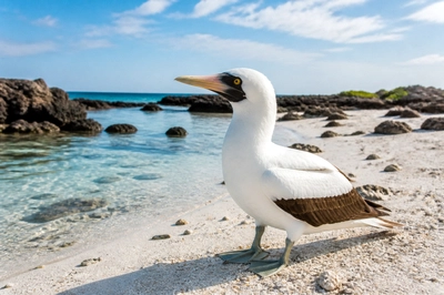 Morning Masked Booby
