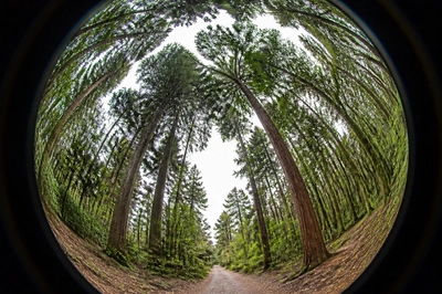 Overcast Forest Fisheye