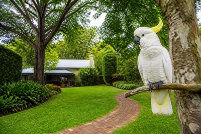 Empty Lawn Cockatoo