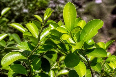 Coca Leaves Closeup(grok)
