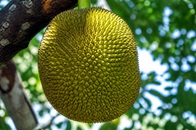 Jackfruit Rind(grok)