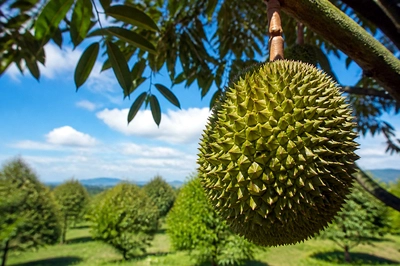 Sunny Tree Durian