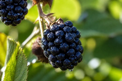 Afternoon Berry Closeup