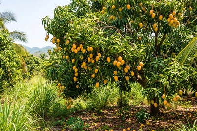 Mango Tree Orchard Daytime