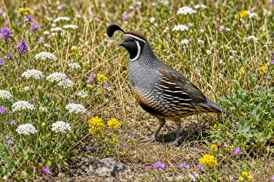 Sunny Quail Grass