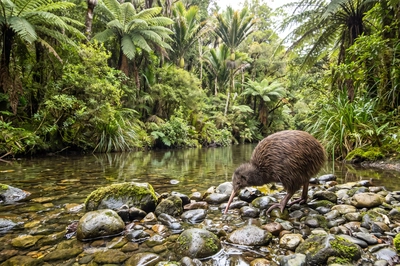 Kiwi Bird Near Stream Forest