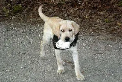 פאזל של אונטריו (הכלב שלנו) עם צדף (הוגש על ידי לורן פ.)