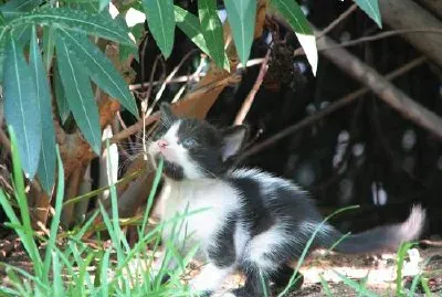 פאזל של החתול שלי (הוגש על ידי רונה)