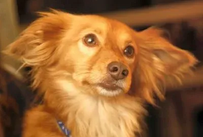 Joey (inviato dall'utente - Etai)