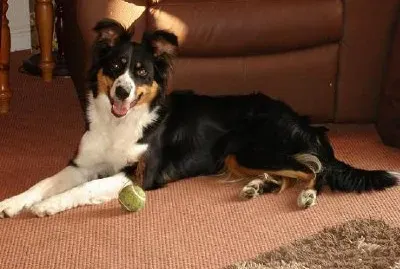 פאזל של בורדר קולי (הוגש על ידי לינט קתברט)