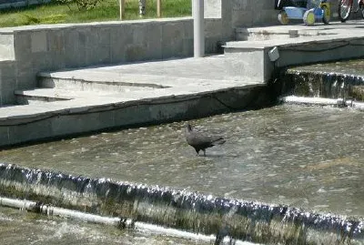 פאזל של מזרקה (הוגשה על ידי סילביה דלט)