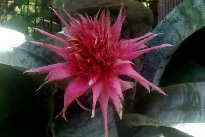 Цвете (предоставено от Ребека Джонстън)