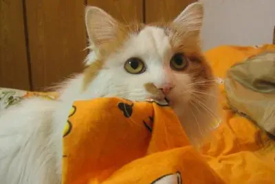 פאזל של MaoMao (הוגש על ידי וואנג יאנקין)