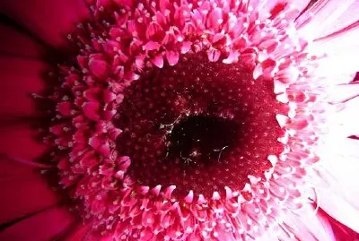 Дейзи (Изпратено от Кристина Дауб)