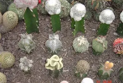 Оранжерия за кактуси, Гангток, Сиким, Индия (Изпратено от Васанти Гайтонде)