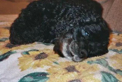 Perla su un asciugamano (inviato da Chip Ach)