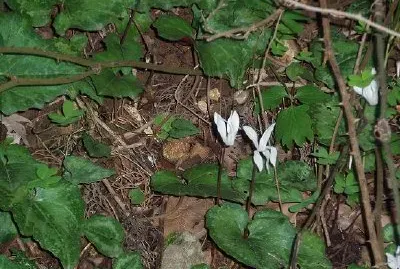 Критска циклама (предоставена от Маги Гибсън)