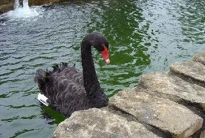 Black Swan at Colmar, Bukit Tingii (Soumis par Vasanthi Gaitonde)