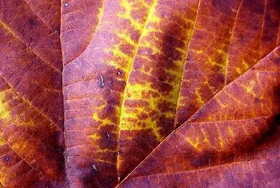 紅葉