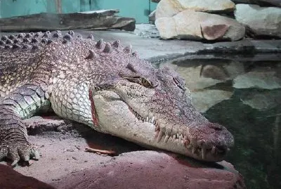 Crocodile jigsaw puzzle