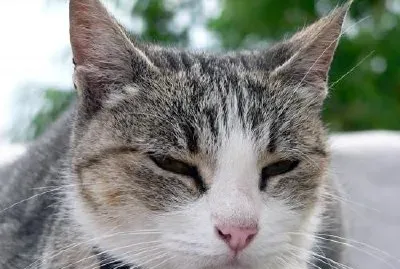 Сладка котка