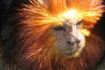 Singe Monkey