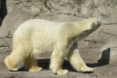 Oso polar