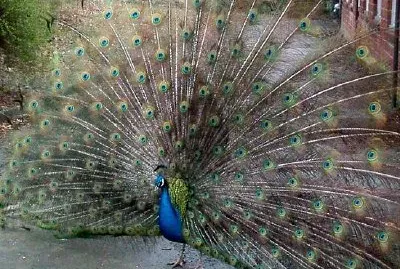 Pavo real