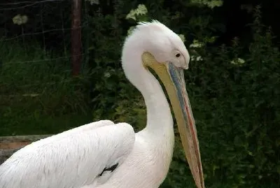Storch